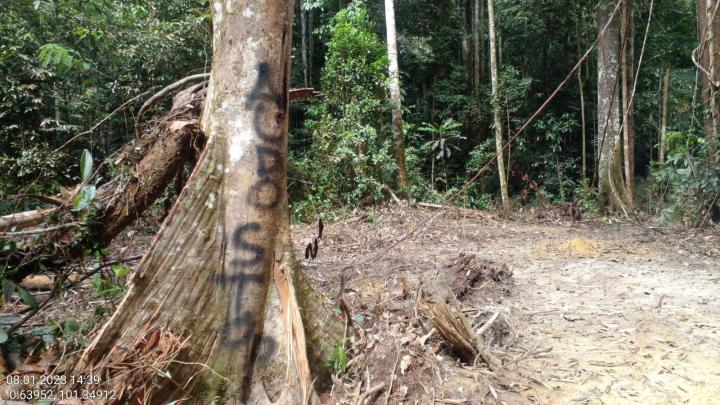 Dalam Hutan Lindung Bukit Tabandang Ada Nama Aldo Tertulis di Pohon
